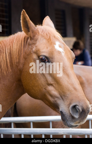 American Quarter Horse regardant la caméra Banque D'Images