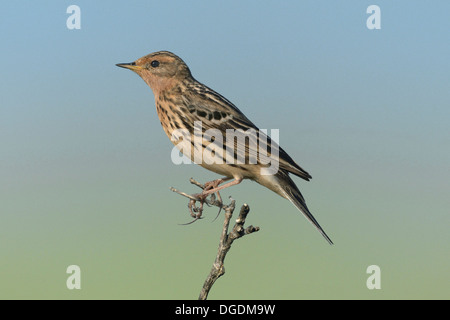 Pipit à gorge rousse Anthus cervinus Banque D'Images