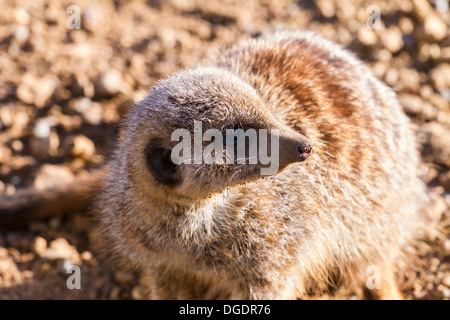 Meerkat captif à la Banque D'Images