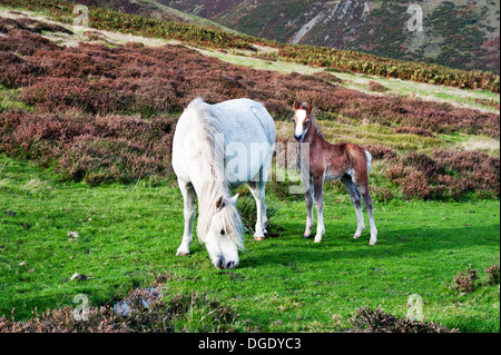 Church Stretton, Shropshire, au Royaume-Uni. Poney sauvage et son poulain pâturage sur Long Mynd sur journée d'automne. Banque D'Images