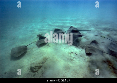 Grand groupe De whipray rose ou perle de stingray, Himantura fai, Rongelap, Îles Marshall, Micronésie Banque D'Images