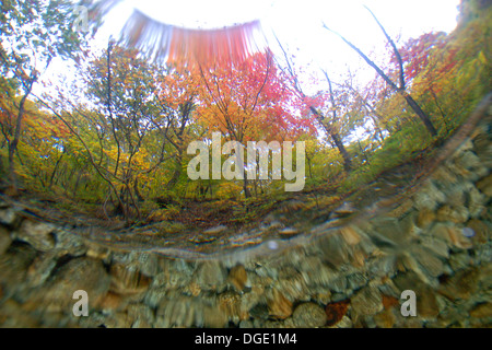 Image fractionnée d'eau douce naturel le printemps et l'automne feuillage, parc national de Seoraksan, Gangwon-Do, la Corée du Sud. Banque D'Images