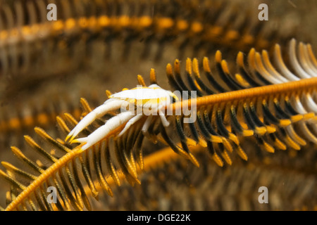 Baba crinoïde crinoïde Squat Lobster on suppose que la coloration à cacher.(Allogalathea) Détroit de Lembeh.babai, Indonésie Banque D'Images