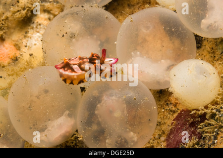 Juste éclos Seiche flamboyante avec des oeufs pas encore né.(Metasepia pfefferi) Détroit de Lembeh,Indonésie. Banque D'Images