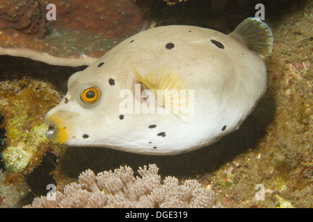 Épinoche tachetée Puffer.(Arothron nigropunctatus) Détroit de Lembeh,Indonésie. Banque D'Images