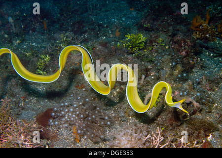 Natation libre ruban femelle.(Rhinomuraena quaesita anguille).Détroit de Lembeh Indonésie, Banque D'Images