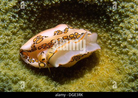 Flamingo Tongue.(Cyphoma gibbosum cauris).Bonaire Banque D'Images