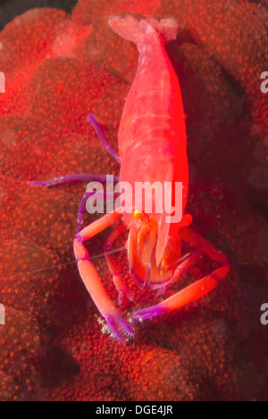 L'empereur la crevette sur le concombre de mer.(Periclmenes imperator) Détroit de Lembeh,Indonésie. Banque D'Images