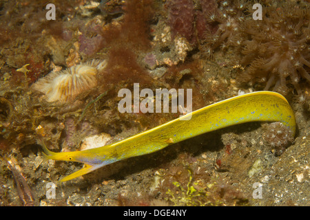 L'anguille ruban tournant à partir d'un mâle de couleur bleu d'une couleur jaune femelle.(Rhinomuraena quaesita) Détroit de Lembeh,Indonésie. Banque D'Images