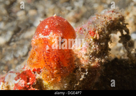 Poison Ocellate Octopus en forme juvénile est assis sur une bouteille qui est c'est h ome.(Amphioctopus siamensis).Détroit de Lembeh Indonésie, Banque D'Images