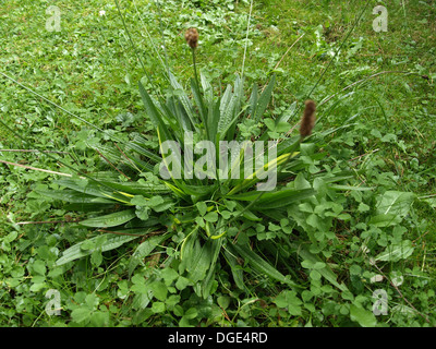 / Plantain lancéole Plantago lanceolata / Spitzwegerich Banque D'Images