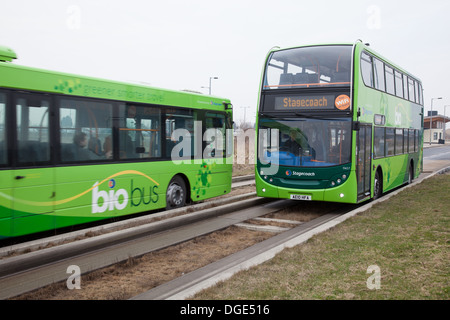 Le Cambridgeshire Busway guidé, connu localement comme le Busway, relie Cambridge, Huntingdon et St Ives dans le comté anglais de Cambridgeshire. Banque D'Images