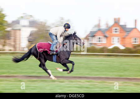 Course de chevaux galopant sur Newmarket's galops. Banque D'Images