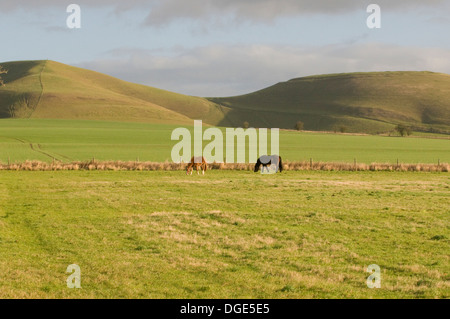 Sunlit Marlborough Downs chalk ondulant Hills dans la vallée de Pewsey sud-ouest de l'Angleterre avec les chevaux pâturage en premier plan Banque D'Images