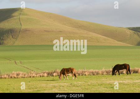 Sunlit Marlborough Downs chalk ondulant Hills dans la vallée de Pewsey sud-ouest de l'Angleterre avec les chevaux pâturage en premier plan Banque D'Images