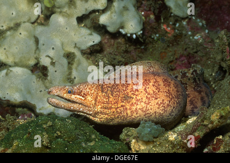 Barred-Fin la murène Gymnothorax zonipectis.().Détroit de Lembeh Indonésie, Banque D'Images