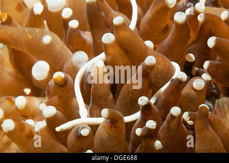 Syngnathe corail champignon vit en Muschroom Siokunichthys nigrolineastus.(corail) Détroit de Lembeh,Indonésie. Banque D'Images