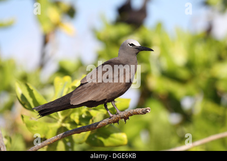 Aux Seychelles noddy commun Banque D'Images