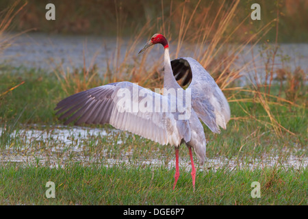 Plus grand oiseau en vol Banque D'Images