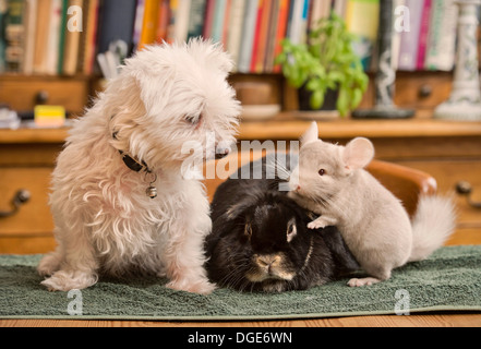 Un chien avec un lapin et chinchilla dans un home UK Banque D'Images