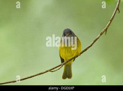 Flycatcher à tête grise canari Banque D'Images