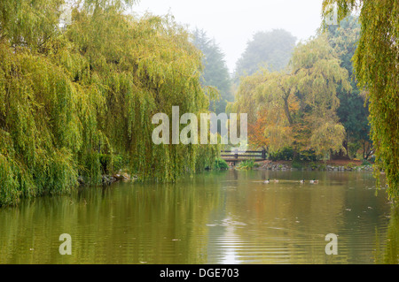 Early Misty matin d'automne dans le parc près d'un lac à Vancouver Banque D'Images