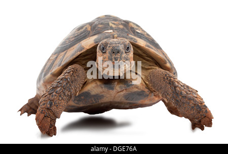 Turtle isolé sur fond blanc, se concentrer sur la tête de tortue Banque D'Images