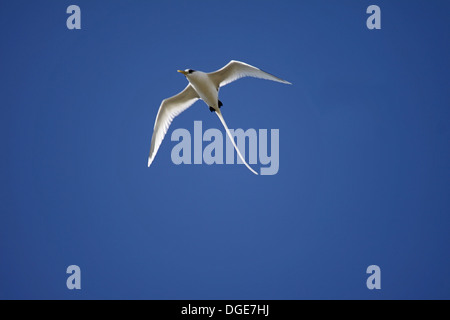 Cerf blanc tropic bird aux Seychelles Banque D'Images