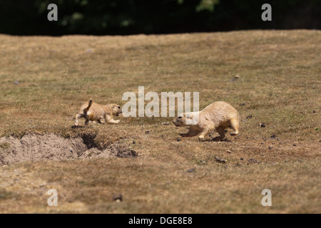 Marmotte ou chien de prairie (Cynomys ludovicianus). Différend autour de Burrows, territoire au sein de la colonie. Banque D'Images