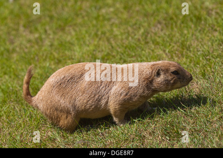 Marmotte des prairies, ou Praire 'Dog' ( Cynomys sp. ). Un écureuil terrestre fouisseur herbivore originaire de prairies d'Amérique du Nord. Banque D'Images