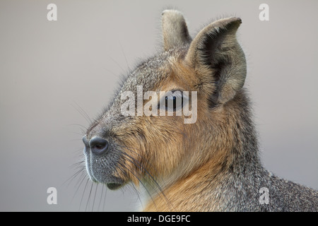 MARA ou Lièvre de Patagonie (DOLICHOTIS PATAGONIUM). Banque D'Images