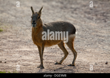 Mara ou Lièvre de Patagonie (Dolichotis patagonum). Des profils. Banque D'Images