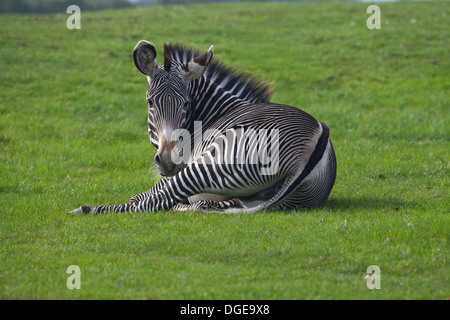 Le Zèbre de Grévy (Equus grevyi). Étendue sur le sol. Caractéristiques uniques à l'individu. Le zoo de Whipsnade. Banque D'Images