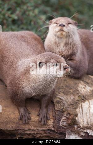 Petite asiatique griffé Otter (Aonyx cinerea). Banque D'Images