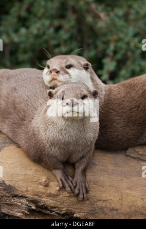 Les Loutres Cendrées Asiatiques (Aonyx cinerea). Banque D'Images