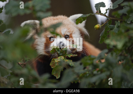 Panda rouge ou moins (Ailurius fulgens). Regardant à travers le feuillage des arbres de chêne. Banque D'Images