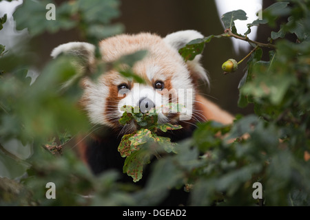 Panda rouge ou moins (Ailurius fulgens). Regardant à travers le feuillage des arbres. Banque D'Images