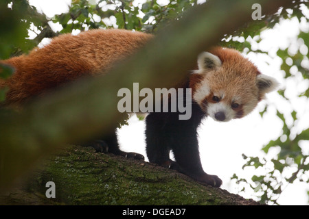 Panda rouge ou moins (Ailurius fulgens). Regardant vers le bas à partir de la branche d'un arbre. Banque D'Images