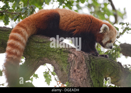 Panda rouge ou moins (Ailurius fulgens). À l'échelle d'une branche d'arbre à l'autre mesure de distance. Banque D'Images