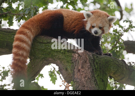 Panda rouge ou moins (Ailurius fulgens). Regardant vers le bas à partir de la branche d'un arbre. Banque D'Images