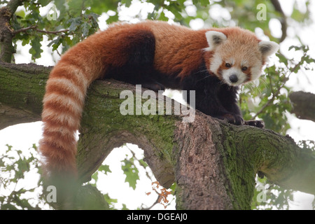 Panda rouge ou moins (Ailurius fulgens). Regardant vers le bas à partir de la branche d'un arbre. Banque D'Images