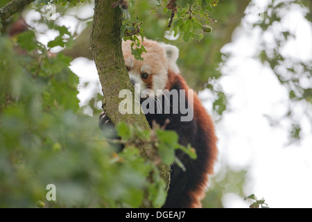 Panda rouge ou moins (Ailurius fulgens). Regardant vers le bas à partir de la branche d'un arbre. Banque D'Images