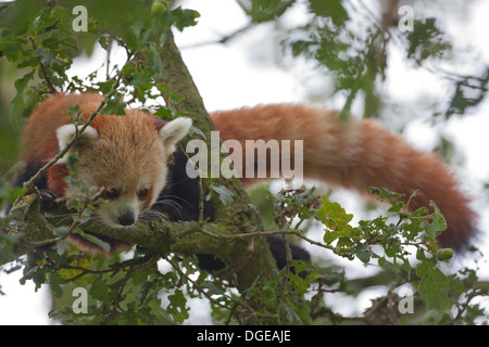 Panda rouge ou moins (Ailurius fulgens). Regardant à travers le feuillage des arbres de chêne. Banque D'Images