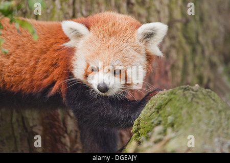 Panda rouge ou moins (Ailurius fulgens). Regardant vers le bas à partir de la branche d'un arbre. Banque D'Images