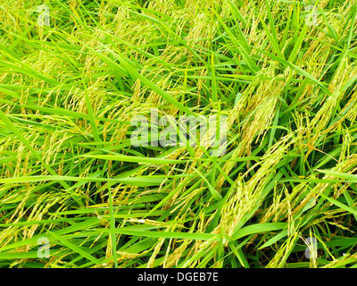 Des plants de riz domaine Banque D'Images