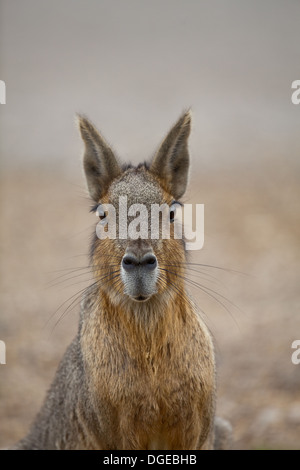 MARA ou Lièvre de Patagonie (DOLICHOTIS PATAGONIUM). Banque D'Images