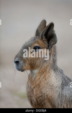 MARA ou Lièvre de Patagonie (DOLICHOTIS PATAGONIUM). Banque D'Images