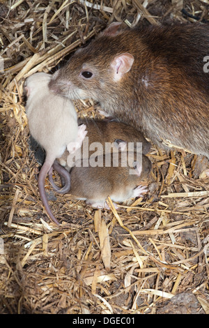 Brown rat Rattus norvegicus . Trois frères d'une litière. Deux teintes normales et albinos dans la bouche de leur mère. Banque D'Images