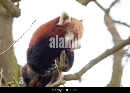 Red, ou petit panda (Ailurus fulgens). Banque D'Images