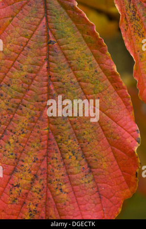 Hamamelis x intermedia feuillage Orange en automne Close Up Banque D'Images